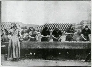 Great Yarmouth - Herring Harvest 1905