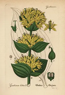 Great yellow gentian, Gentiana lutea