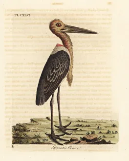 Adjutant Gallery: Greater adjutant, Leptoptilos dubious. Endangered