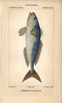 Jussieu Gallery: Greater amberjack, Seriola dumerili