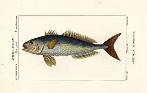 Greater amberjack, Seriola dumerili