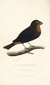 Bullfinch Collection: Greater Antillean bullfinch, Loxigilla violacea