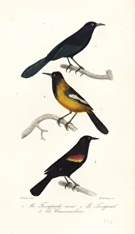 Achille Richard Prints: Greater Antillean grackle, Audubon's oriole and red-winged black