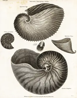 Octopus Prints: Greater argonaut, glassy nautilus and chambered nautilus