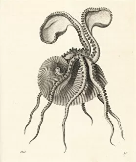 Argonaut Collection: Greater argonaut octopus, Argonauta argo