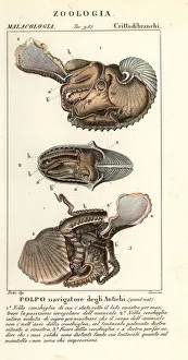 Greater argonaut octopus, Argonauta argo