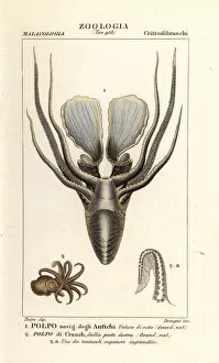 Dizionario Collection: Greater argonaut and winged argonaut octopus