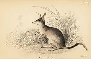 Marsupiata Prints: Greater bilby, Macrotis lagotis. Endangered