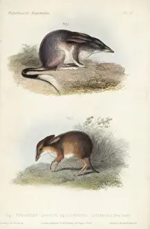 Greater bilby and pig-footed bandicoot (extinct)