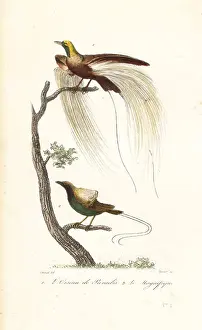 Achille Richard Prints: Greater bird-of-paradise and magnificent bird-of-paradise