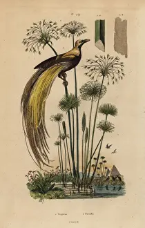 Greater bird-of-paradise, Paradisaea apoda