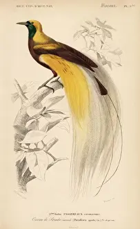 Ornithology Prints: Greater bird-of-paradise, Paradisaea apoda