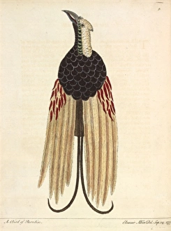 Albin Gallery: Greater Bird of Paradise