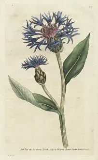 Greater blue bottle or perennial cornflower