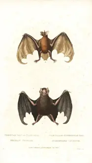 Tailed Prints: Greater bulldog bat or fisherman bat (Noctilio leporinus