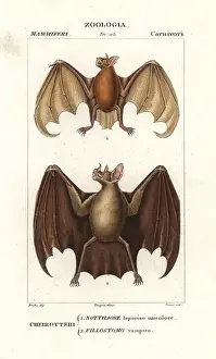 Greater bulldog bat, Noctilio leporinus