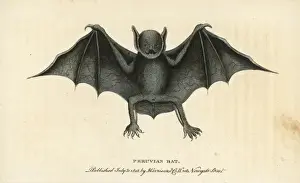 Naturalistspocketmagazine Prints: Greater bulldog bat, Noctilio leporinus