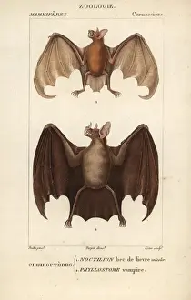 Greater bulldog bat, Noctilio leporinus