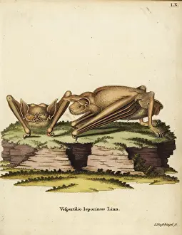 Nussbiegel Prints: Greater bulldog bat, Noctilio leporinus