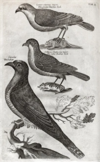 Images Dated 30th August 2012: Greater butcher bird, lesser butcher bird and cuckoo