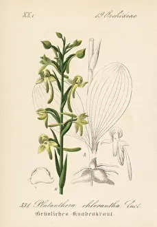 Schlechtendal Prints: Greater butterfly-orchid, Platanthera chlorantha