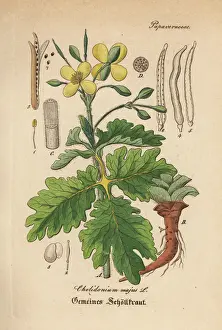 Gewachse Prints: Greater celandine, Chelidonium majus
