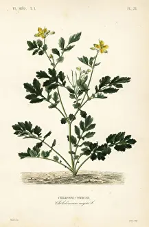 Greater celandine, Chelidonium majus