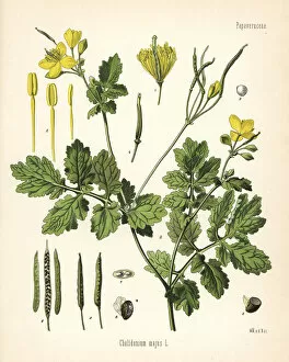 Adolph Gallery: Greater celandine or tetterwort, Chelidonium majus
