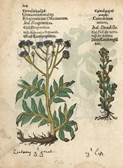 Minus Prints: Greater centaury, Centaurium majus, and common