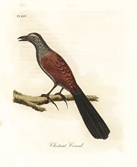 Latham Collection: Greater coucal, Centropus sinensis