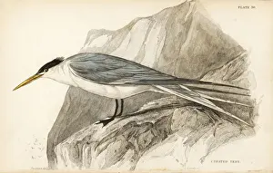 Swainson Prints: Greater crested tern, Thalasseus bergii