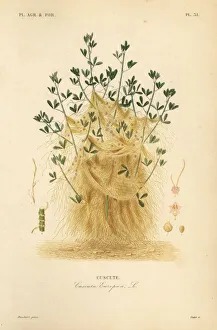 Oudet Gallery: Greater dodder or European dodder, Cuscuta europaea