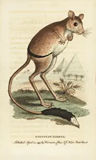 Greater Egyptian jerboa, Jaculus orientalis
