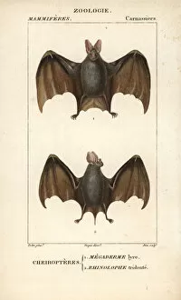 Nosed Gallery: Greater false vampire bat, Megaderma lyra