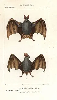 Lyra Prints: Greater false vampire bat, Megaderma lyra