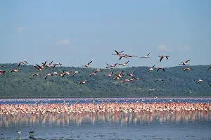 Flocks Prints: Greater Flamingo