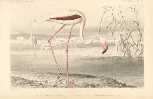 Dhistoire Collection: Greater flamingo, Phoenicopterus roseus