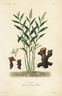 Alpinia Gallery: Greater galangal or Thai galangal, Alpinia galanga