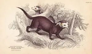 Vittata Prints: Greater grison, Gallictis vittata