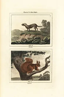 James Smith Barr Prints: Greater grison and red squirrel