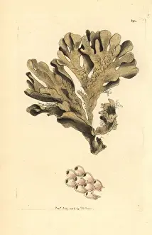 Thenaturalistsmiscellany Prints: Greater horn wrack seaweed, Flustra foliacea