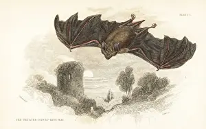 Horseshoe Prints: Greater horseshoe bat, Rhinolophus ferrumequinum