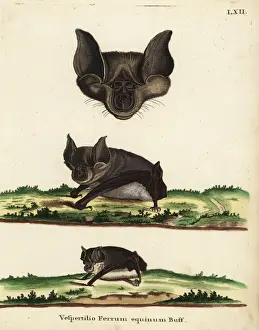 Greater horseshoe bat, Rhinolophus ferrumequinum