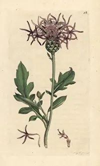 Greater knapweed, Centaurea scabiosa