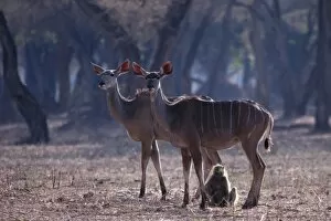 Antelopes Gallery: Greater Kudu