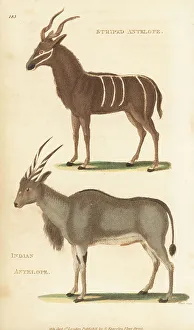 Greater kudu and common eland