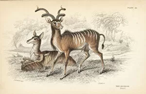 Antelope Gallery: Greater kudu, Tragelaphus strepsiceros