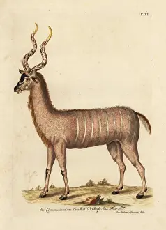 Greater kudu, Tragelaphus strepsiceros