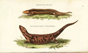 Amphibia Collection: Greater Martinique skink and extinct galliwasp