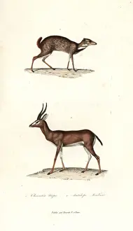 Primevere Prints: Greater mouse-deer and Arabian gazelle
